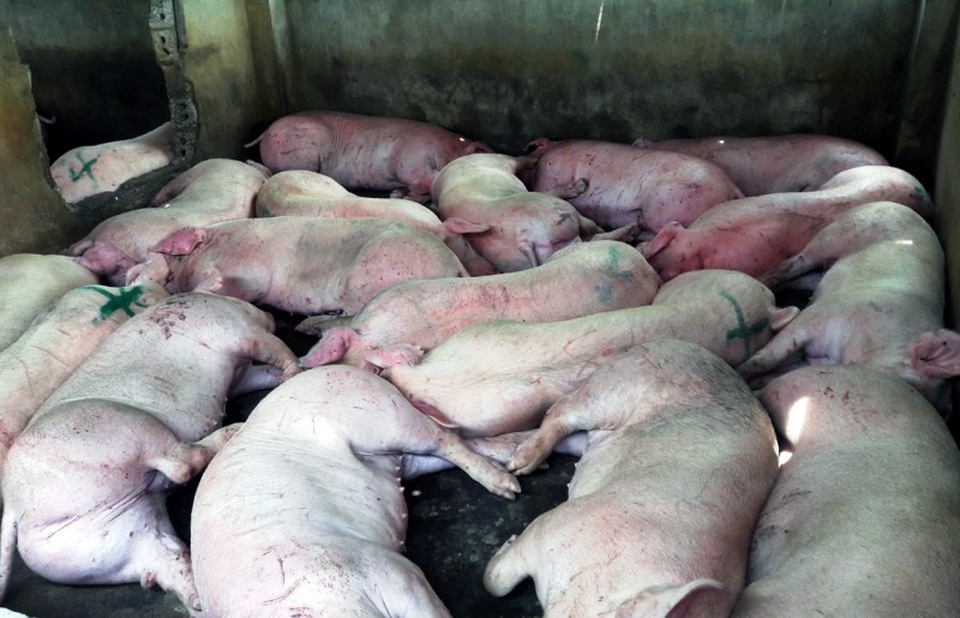 Giám đốc Sở nông nghiệp Thanh Hóa “đột kích” cơ sở giết mổ lợn giữa thành phố - 5 Giám đốc Sở nông nghiệp Thanh Hóa “đột kích” cơ sở giết mổ lợn giữa thành phố - 5