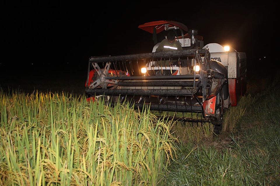 Nông dân gặt đêm “chạy” bão số 4 - 1