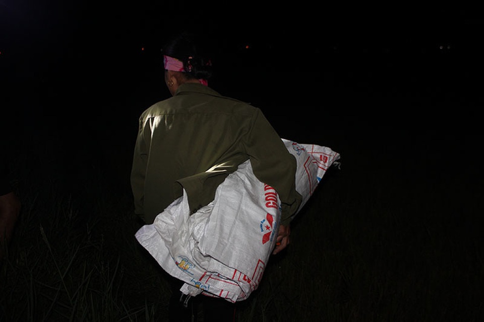 Nông dân gặt đêm “chạy” bão số 4 - 6