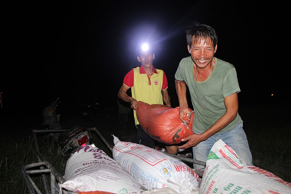 Nông dân gặt đêm “chạy” bão số 4 - 4