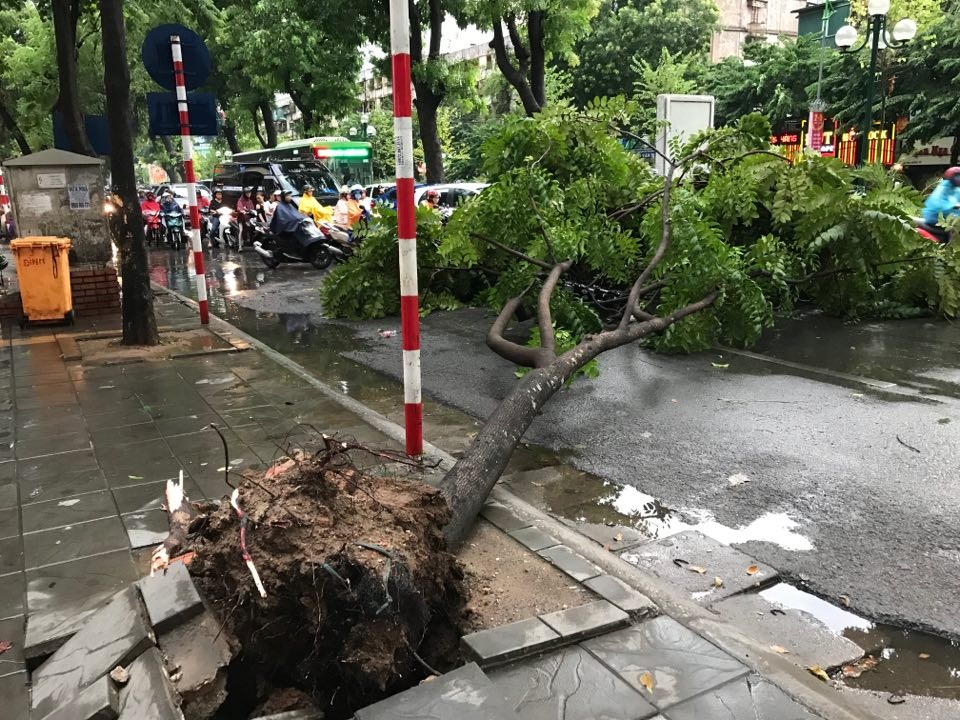 Hà Nội: Cây xanh đổ ngổn ngang, chèn bẹp ô tô, đè chết người trong giông lốc khủng - 2 Hà Nội: Cây xanh đổ ngổn ngang, chèn bẹp ô tô, đè chết người trong giông lốc khủng - 2