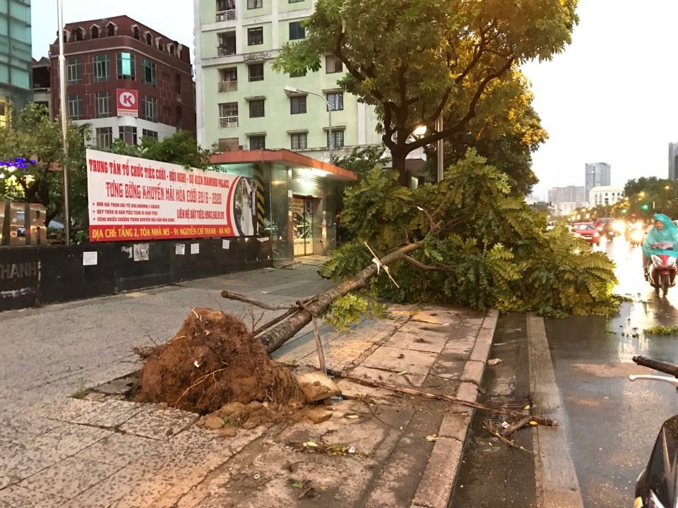 Hà Nội: Cây xanh đổ ngổn ngang, chèn bẹp ô tô, đè chết người trong giông lốc khủng - 9 Hà Nội: Cây xanh đổ ngổn ngang, chèn bẹp ô tô, đè chết người trong giông lốc khủng - 9