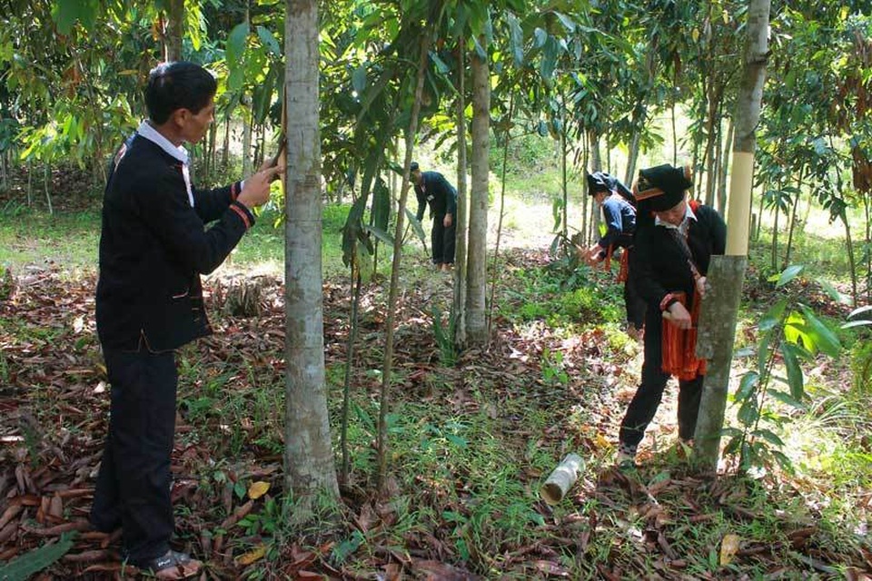Trồng rừng cây bóc vỏ bán, lão nông thu tiền tỷ giấu đầy gác bếp - 3 Trồng rừng cây bóc vỏ bán, lão nông thu tiền tỷ giấu đầy gác bếp - 3
