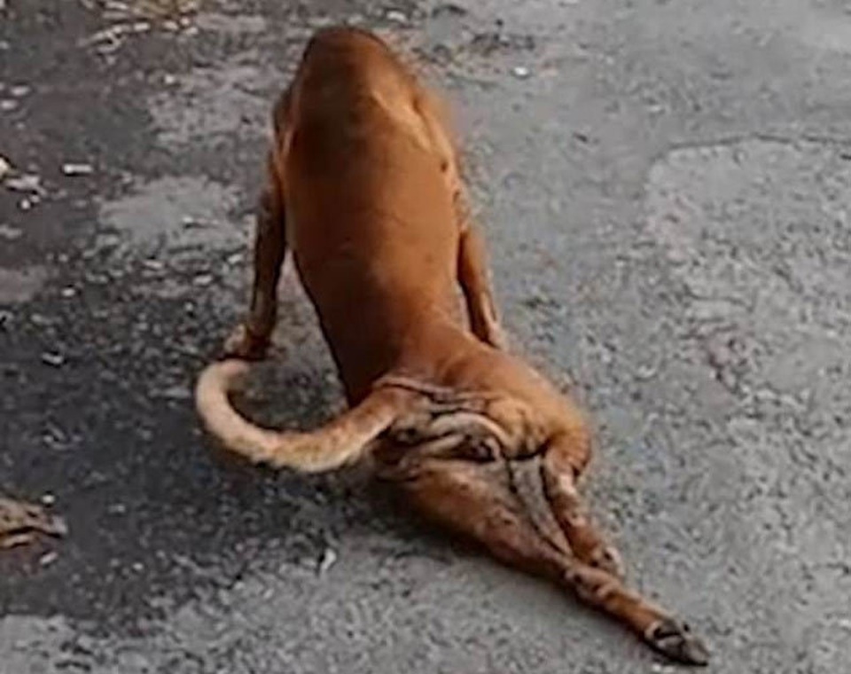 Xem chú chó tinh nghịch giả què để xin ăn - 1