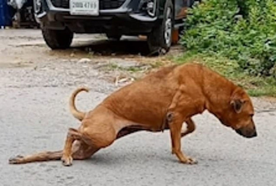 Xem chú chó tinh nghịch giả què để xin ăn - 2