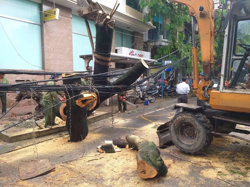 Cây to đổ ngang đường trong cơn mưa lớn, một phụ nữ bị thương - 2 Cây to đổ ngang đường trong cơn mưa lớn, một phụ nữ bị thương - 2