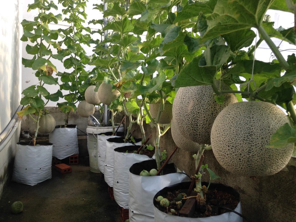 Trồng 20 m2 dưa lưới trên nóc nhà, ông bố Sài thành thu 4 tạ dưa mỗi năm - 3 Trồng 20 m2 dưa lưới trên nóc nhà, ông bố Sài thành thu 4 tạ dưa mỗi năm - 3