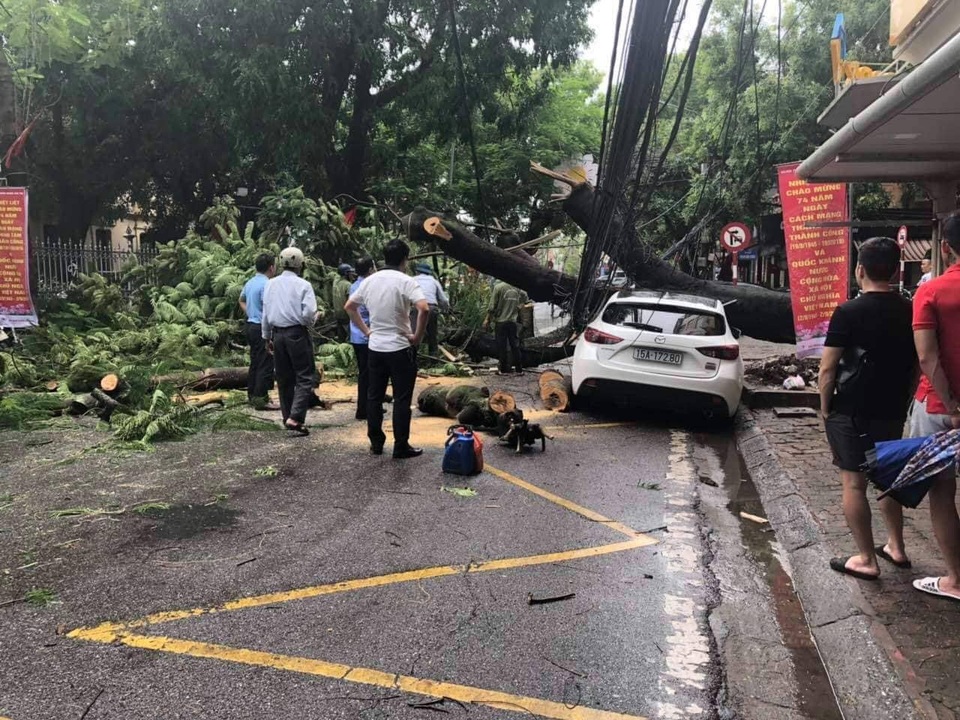 Cây to đổ ngang đường trong cơn mưa lớn, một phụ nữ bị thương - 1 Cây to đổ ngang đường trong cơn mưa lớn, một phụ nữ bị thương - 1