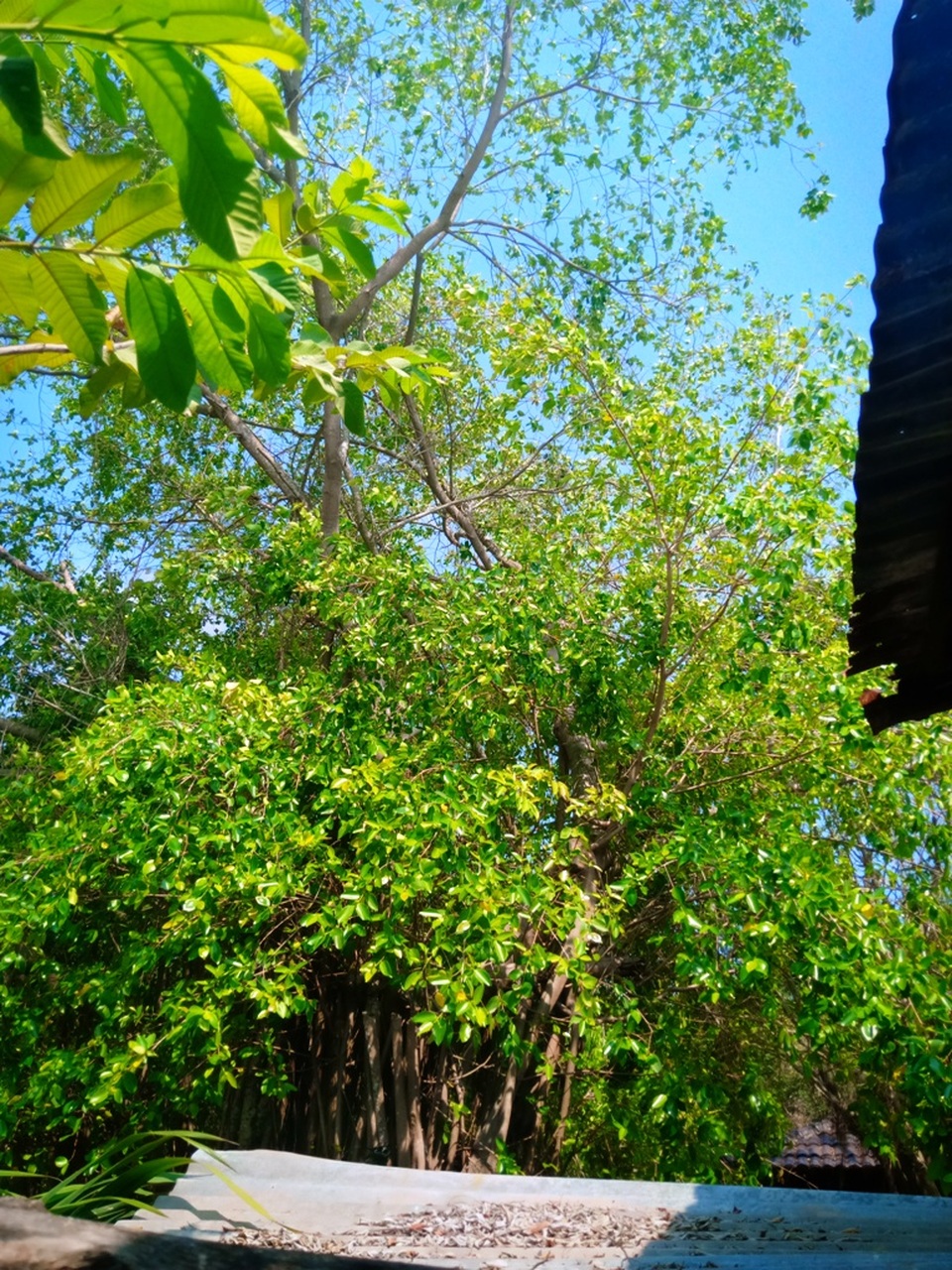 Bi hài vụ chặt cây trên đất đã mua, suýt ngồi tù: Lại phục hồi điều tra! - 2 Bi hài vụ chặt cây trên đất đã mua, suýt ngồi tù: Lại phục hồi điều tra! - 2