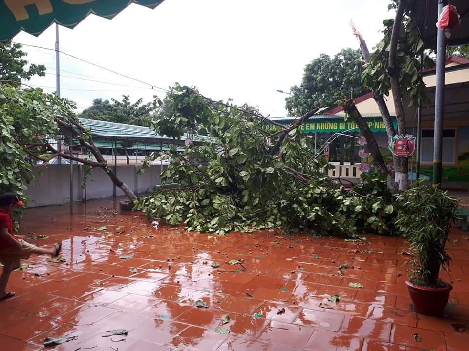 Giông lốc tàn phá hàng chục ngôi nhà, hàng trăm cây xanh - 9 Giông lốc tàn phá hàng chục ngôi nhà, hàng trăm cây xanh - 9
