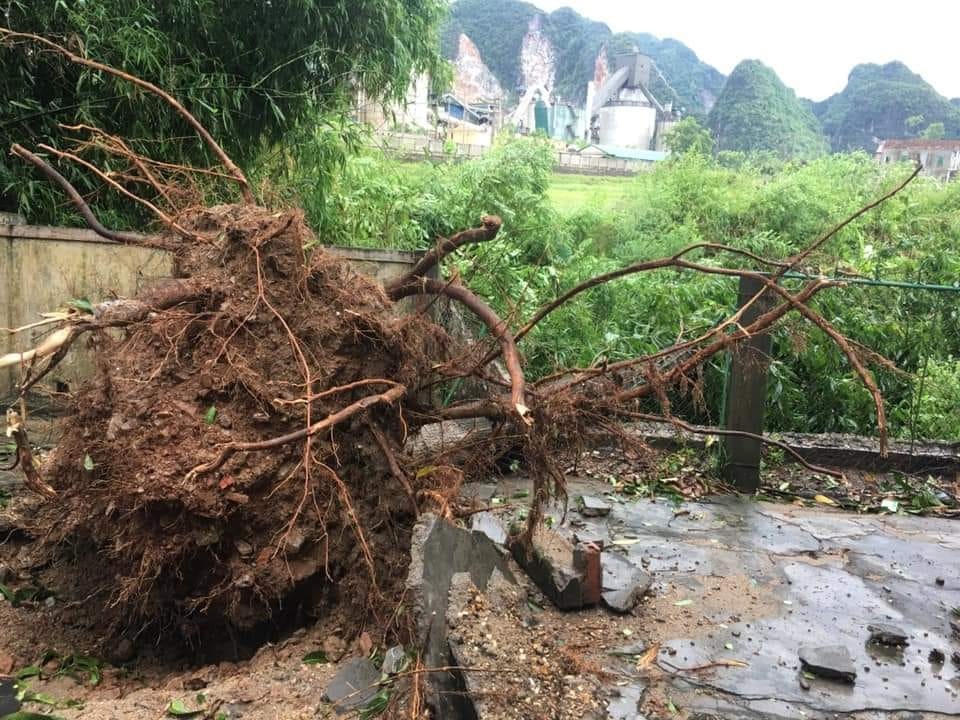 Giông lốc tàn phá hàng chục ngôi nhà, hàng trăm cây xanh - 8 Giông lốc tàn phá hàng chục ngôi nhà, hàng trăm cây xanh - 8