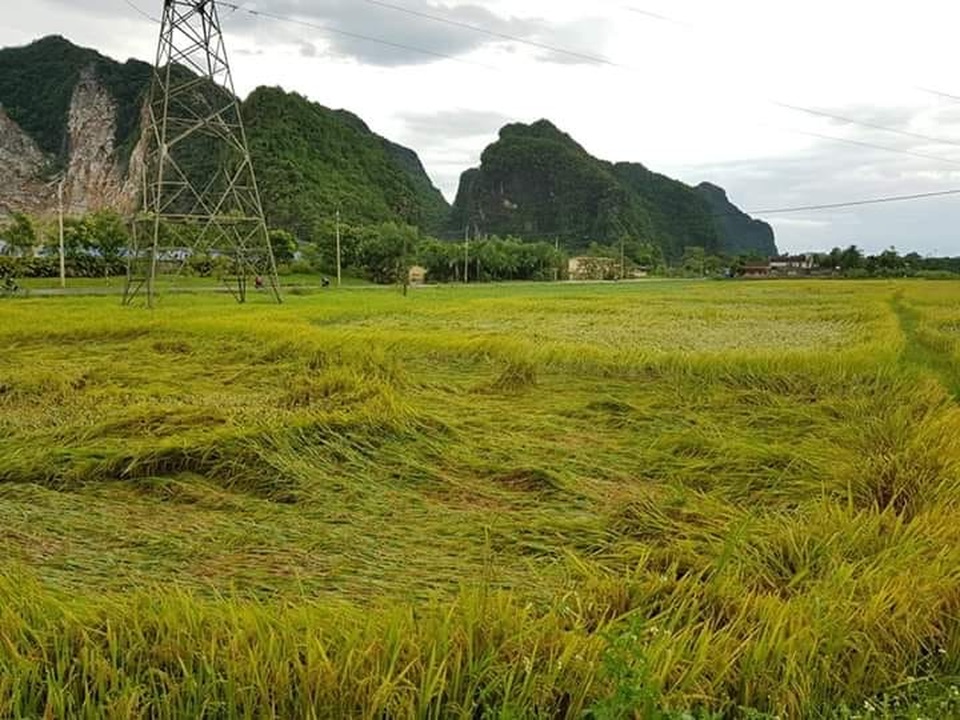 Giông lốc tàn phá hàng chục ngôi nhà, hàng trăm cây xanh - 13 Giông lốc tàn phá hàng chục ngôi nhà, hàng trăm cây xanh - 13