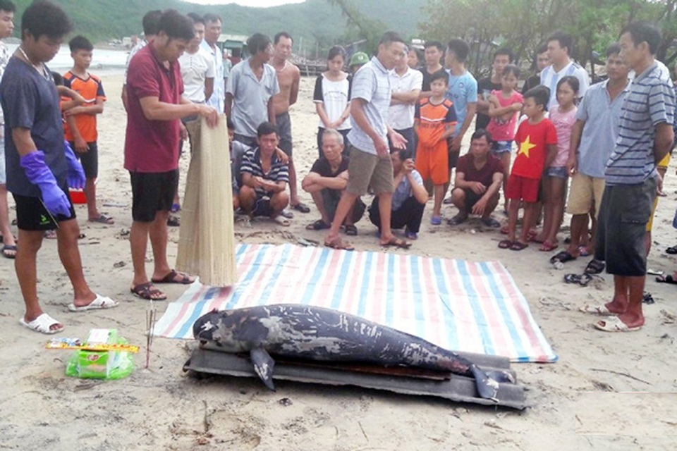 Cá voi hơn 70kg trôi dạt vào bờ biển Vũng Áng - 1 Cá voi hơn 70kg trôi dạt vào bờ biển Vũng Áng - 1