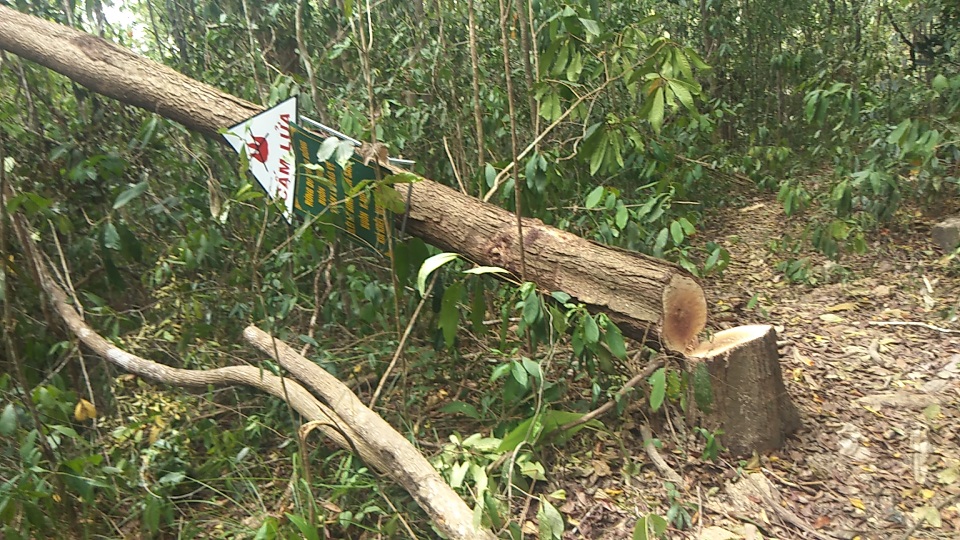 Tiếng thét đau đớn của rừng xanh Tây Nguyên: “Nếu đủ yếu tố sẽ khởi tố”! - 1 Tiếng thét đau đớn của rừng xanh Tây Nguyên: “Nếu đủ yếu tố sẽ khởi tố”! - 1