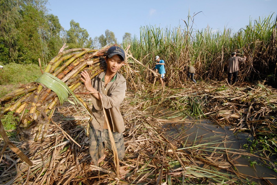 Bị đường ngoại trợ giá, nhập lậu tấn công, đường nội cầu cứu Chính phủ - 1 Bị đường ngoại trợ giá, nhập lậu tấn công, đường nội cầu cứu Chính phủ - 1