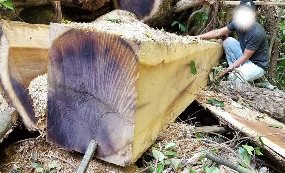 Tiếng thét của rừng Tây Nguyên: Chính kẻ nhận tiền giữ rừng... phá rừng! - 2 Tiếng thét của rừng Tây Nguyên: Chính kẻ nhận tiền giữ rừng... phá rừng! - 2