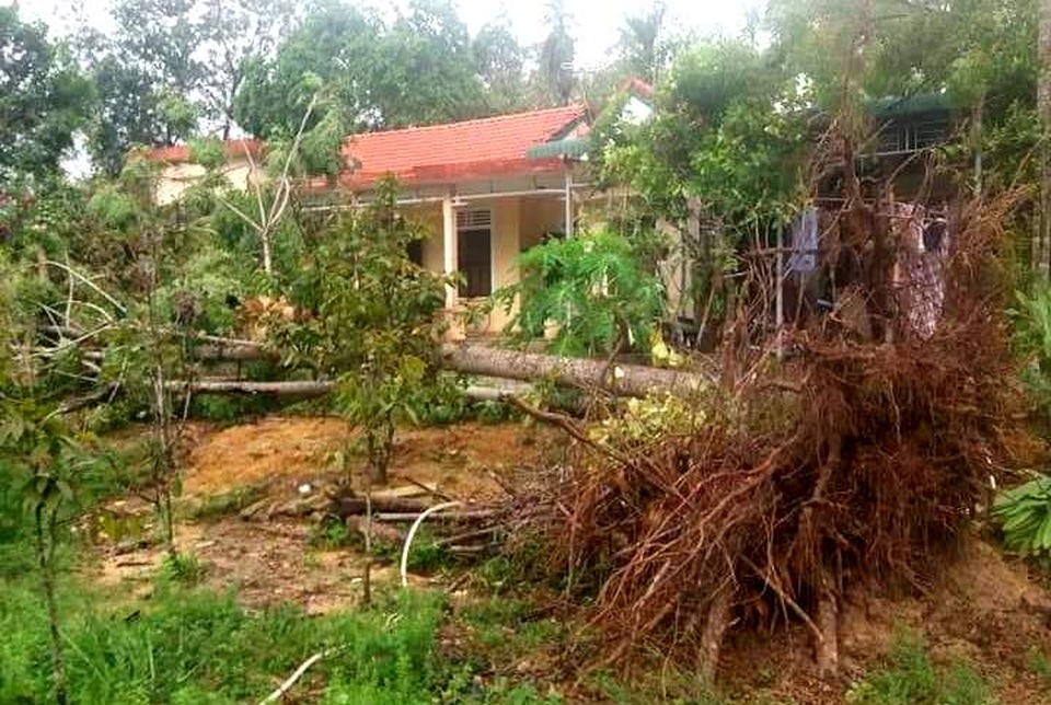 Cây xanh đổ la liệt tại Thừa Thiên Huế - 2