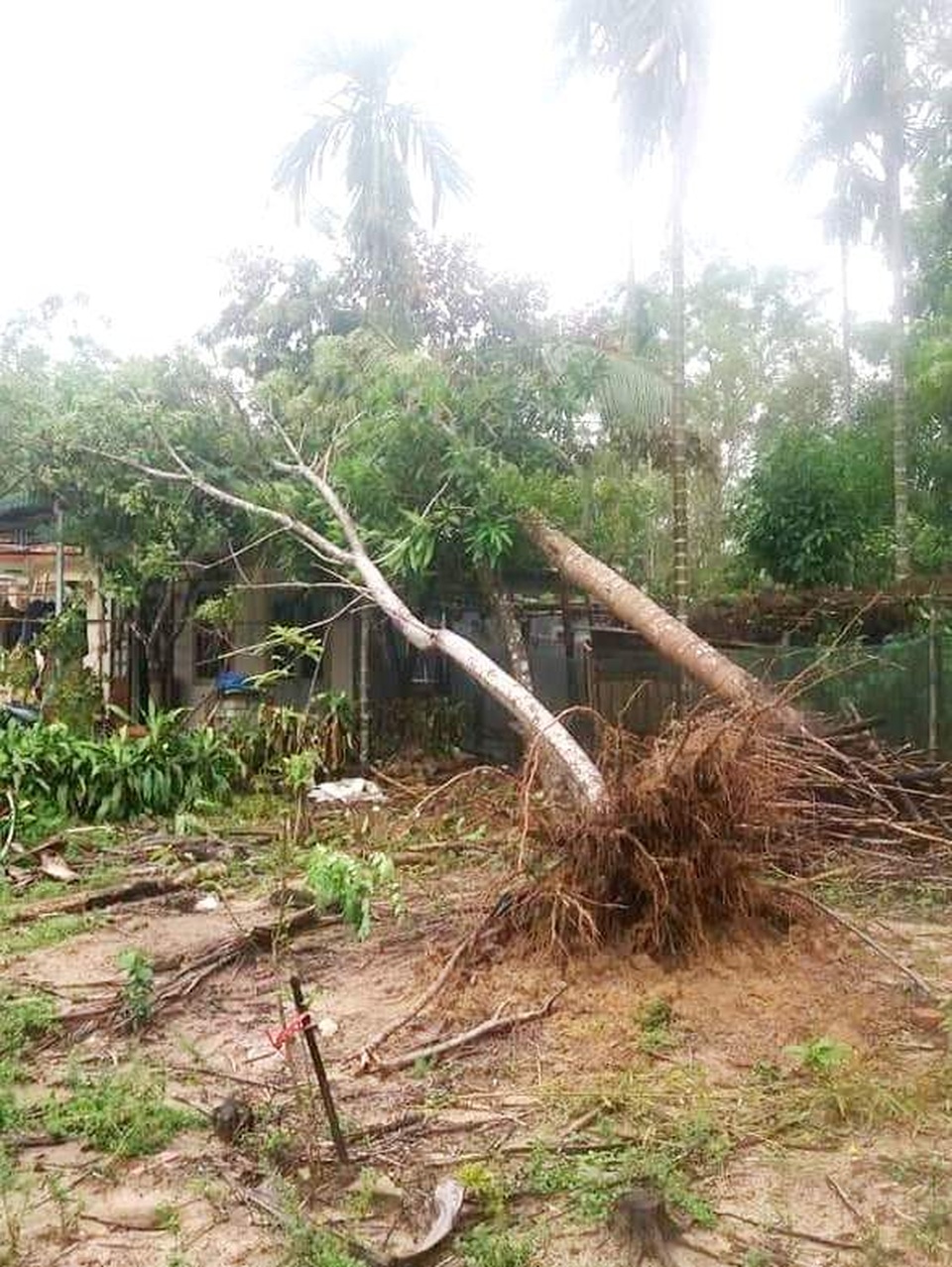 Cây xanh đổ la liệt tại Thừa Thiên Huế - 10