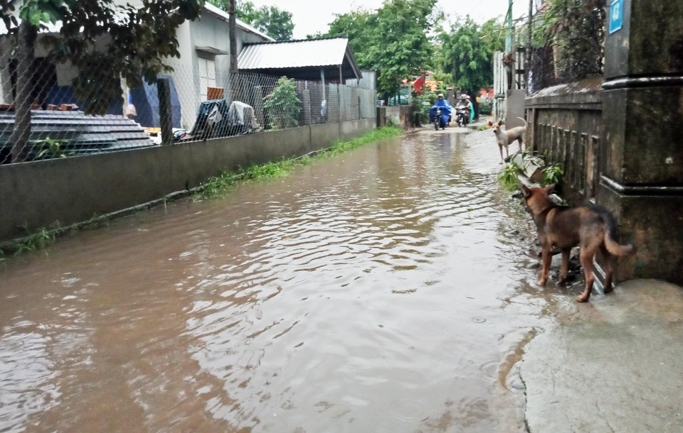 Cây xanh đổ la liệt tại Thừa Thiên Huế - 3