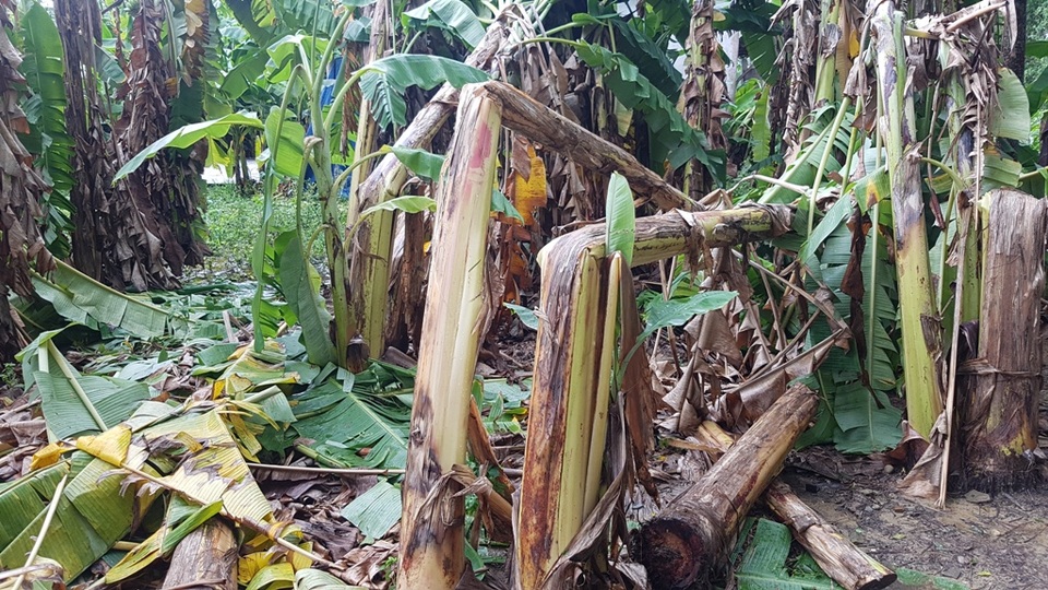 Cây xanh đổ la liệt tại Thừa Thiên Huế - 11