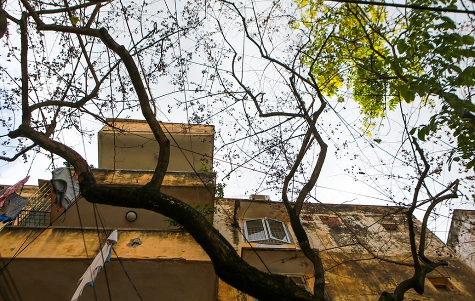 Hàng sưa nghi bị đầu độc ở Hà Nội đã khô héo - 2