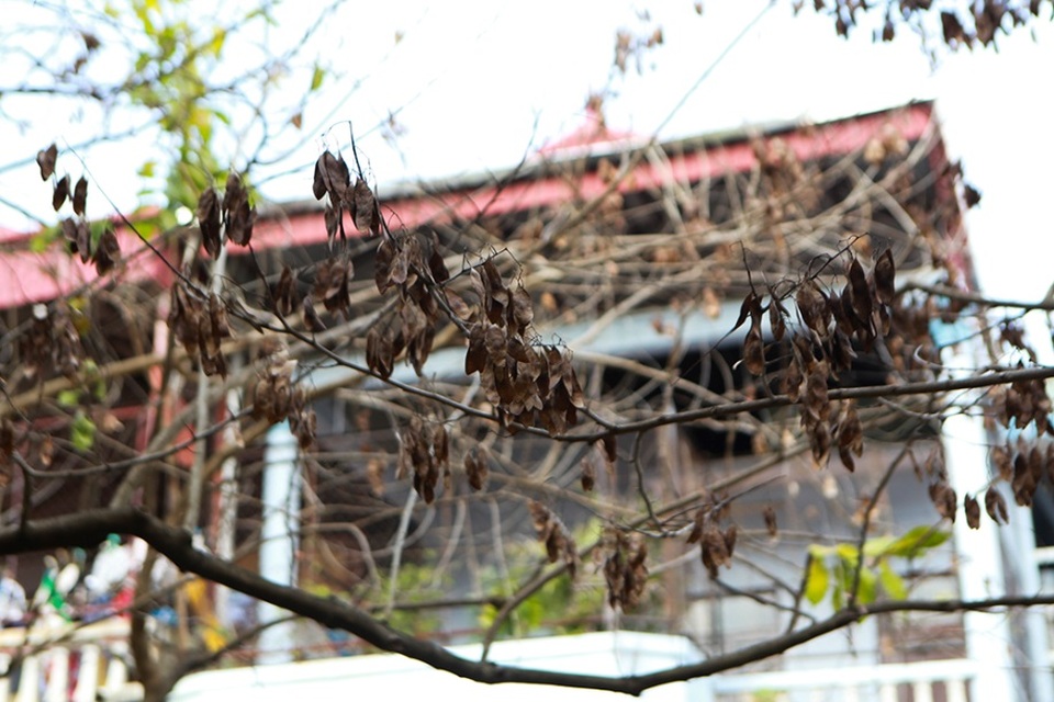 Hàng sưa nghi bị đầu độc ở Hà Nội đã khô héo - 3