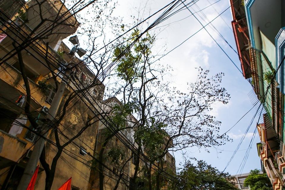 Hàng sưa nghi bị đầu độc ở Hà Nội đã khô héo - 4