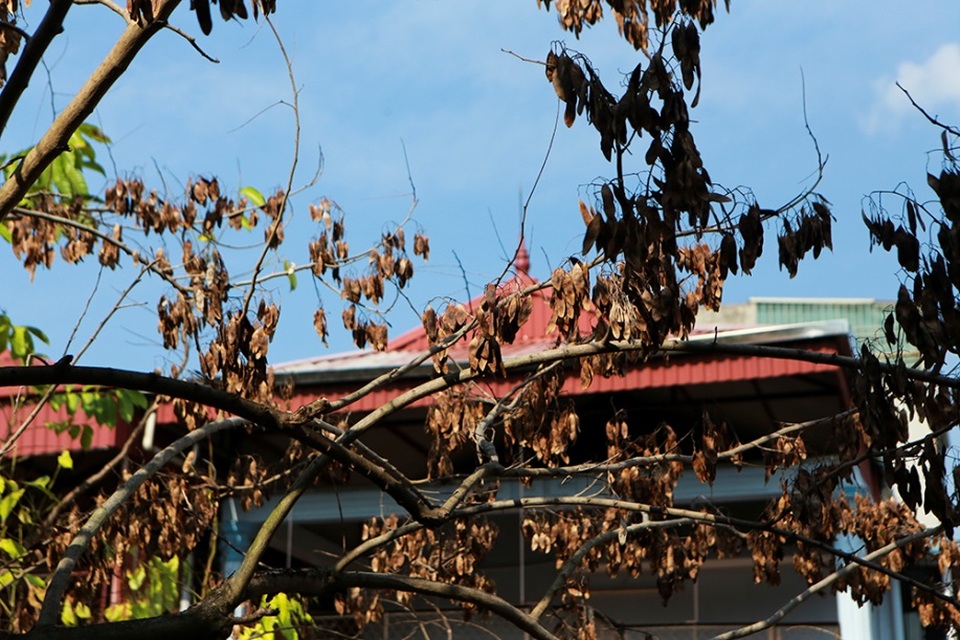 Hàng sưa nghi bị đầu độc ở Hà Nội đã khô héo - 8