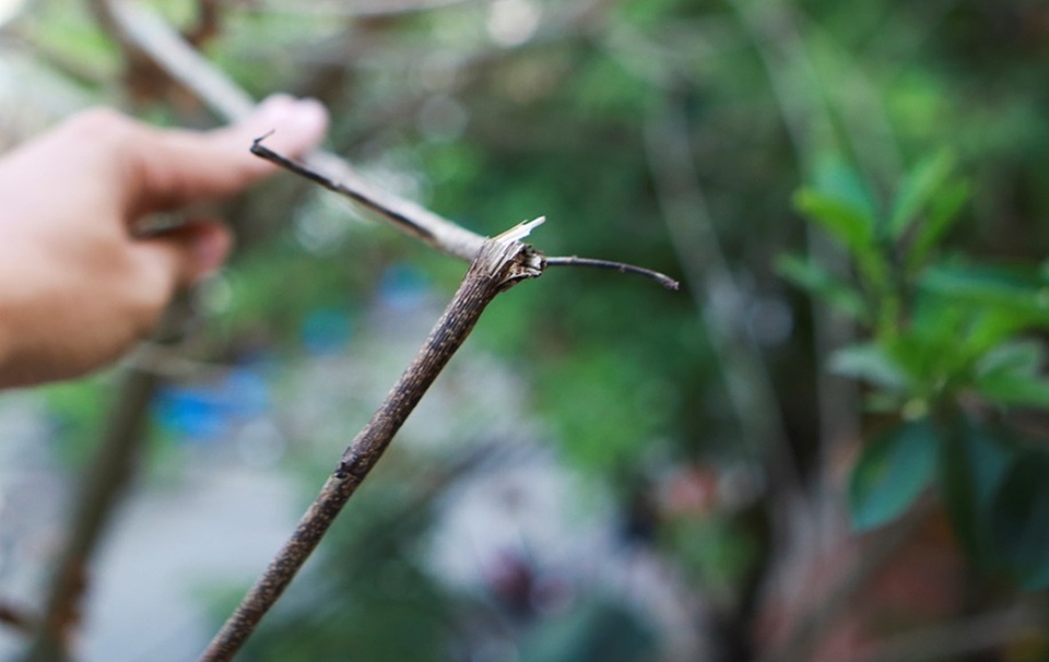 Hàng sưa nghi bị đầu độc ở Hà Nội đã khô héo - 5