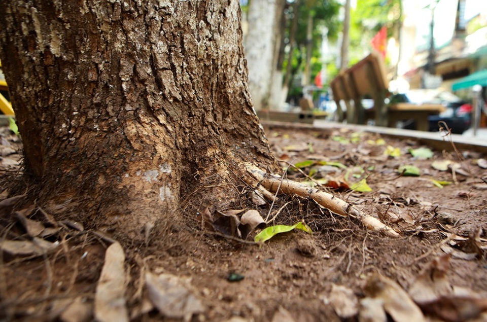 Hàng sưa nghi bị đầu độc ở Hà Nội đã khô héo - 6