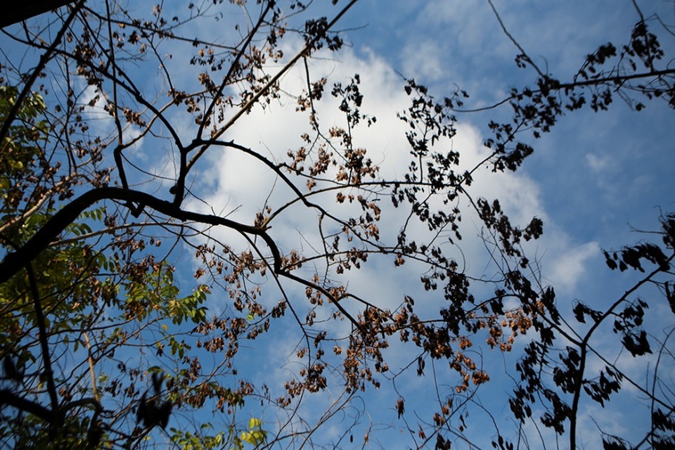 Hàng sưa nghi bị đầu độc ở Hà Nội đã khô héo - 7