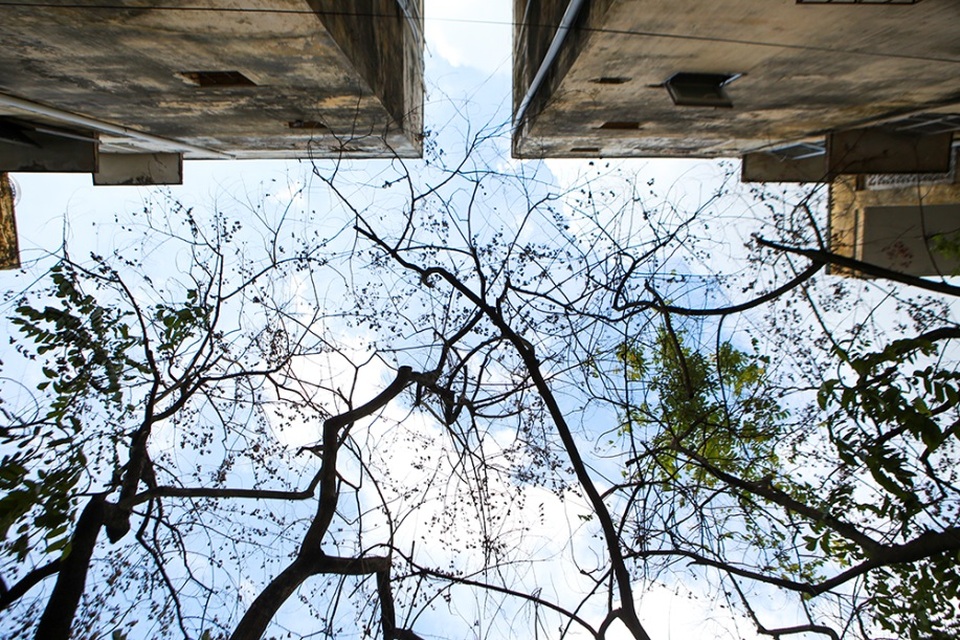 Hàng sưa nghi bị đầu độc ở Hà Nội đã khô héo - 9