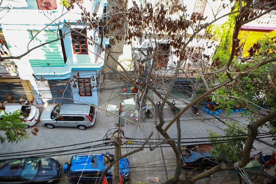 Hàng sưa nghi bị đầu độc ở Hà Nội đã khô héo - 10