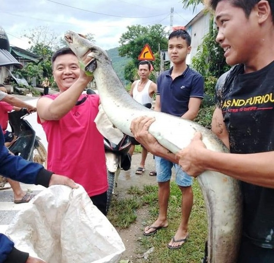 Cá lệch dài 2m chết trôi trên sông, người dân vớt đem bán 5 triệu đồng - 1 Cá lệch dài 2m chết trôi trên sông, người dân vớt đem bán 5 triệu đồng - 1