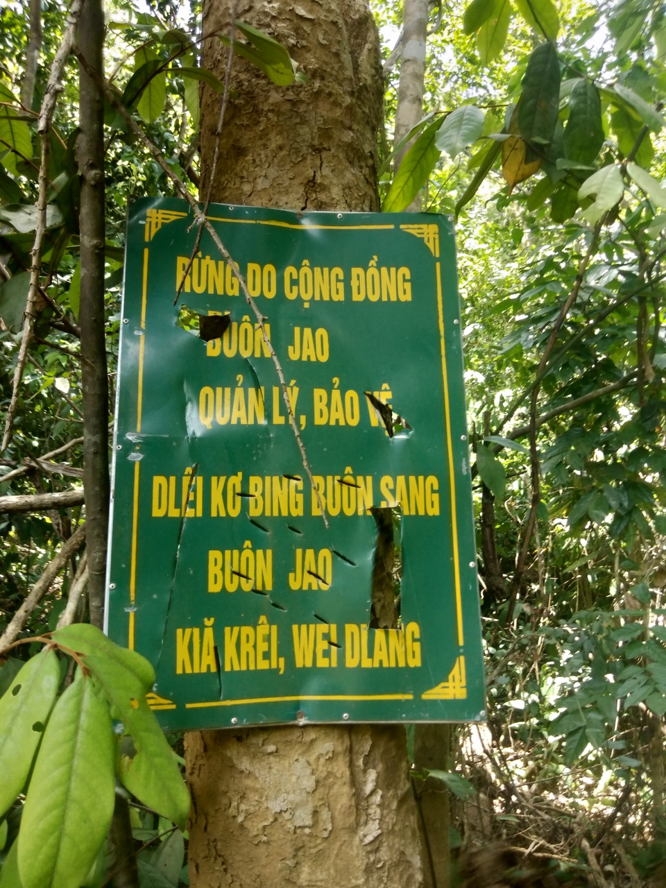 Tiếng thét của rừng Tây Nguyên: Chính kẻ nhận tiền giữ rừng... phá rừng! - 6 Tiếng thét của rừng Tây Nguyên: Chính kẻ nhận tiền giữ rừng... phá rừng! - 6
