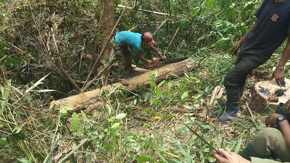 Tiếng thét của rừng Tây Nguyên: Chính kẻ nhận tiền giữ rừng... phá rừng! - 5 Tiếng thét của rừng Tây Nguyên: Chính kẻ nhận tiền giữ rừng... phá rừng! - 5