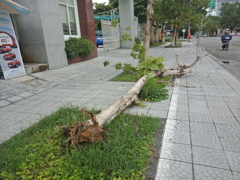 Cây xanh đổ la liệt tại Thừa Thiên Huế - 7