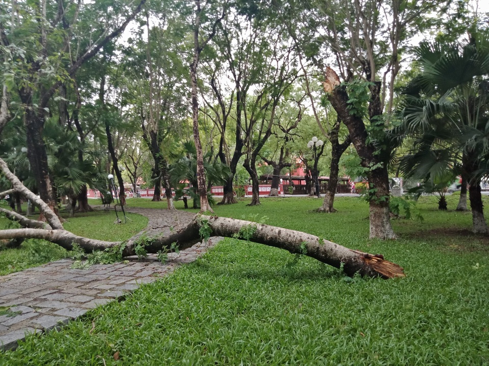 Cây xanh đổ la liệt tại Thừa Thiên Huế - 6