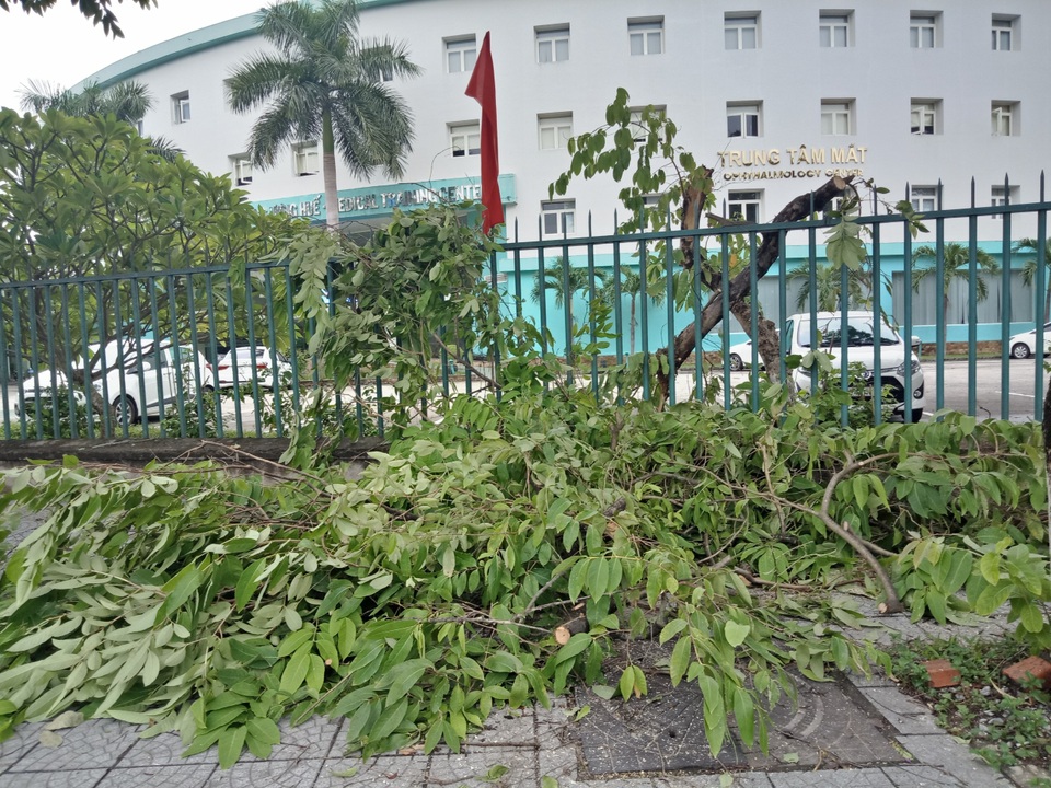 Cây xanh đổ la liệt tại Thừa Thiên Huế - 4