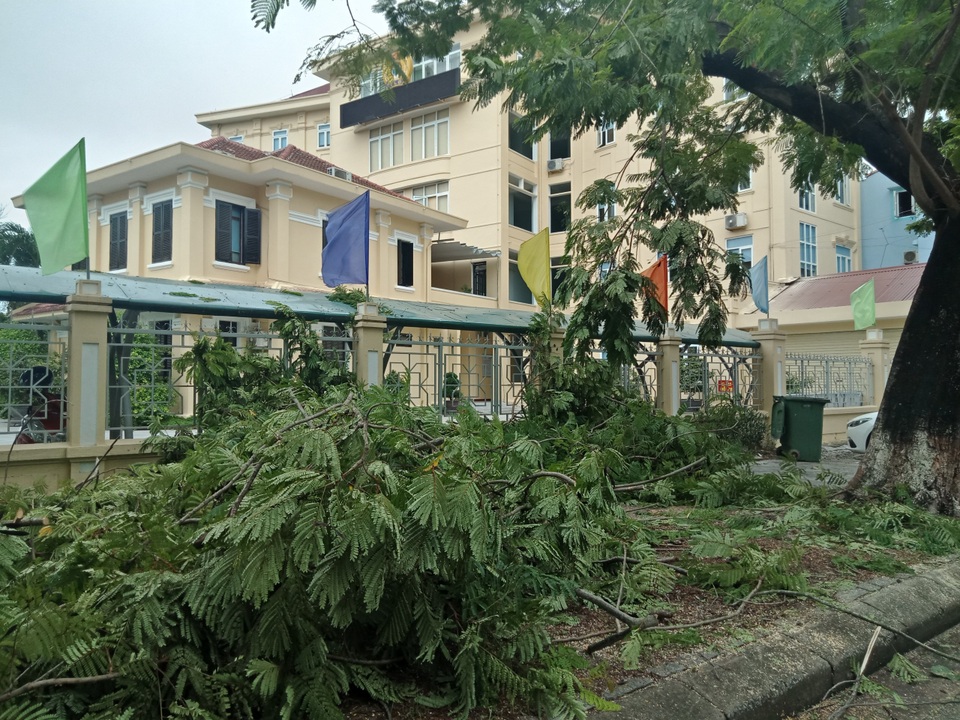 Cây xanh đổ la liệt tại Thừa Thiên Huế - 5