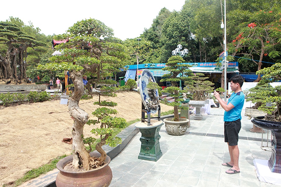 Ngắm cây hoa giấy bonsai được tạo tác như thác đổ - 1 Ngắm cây hoa giấy bonsai được tạo tác như thác đổ - 1