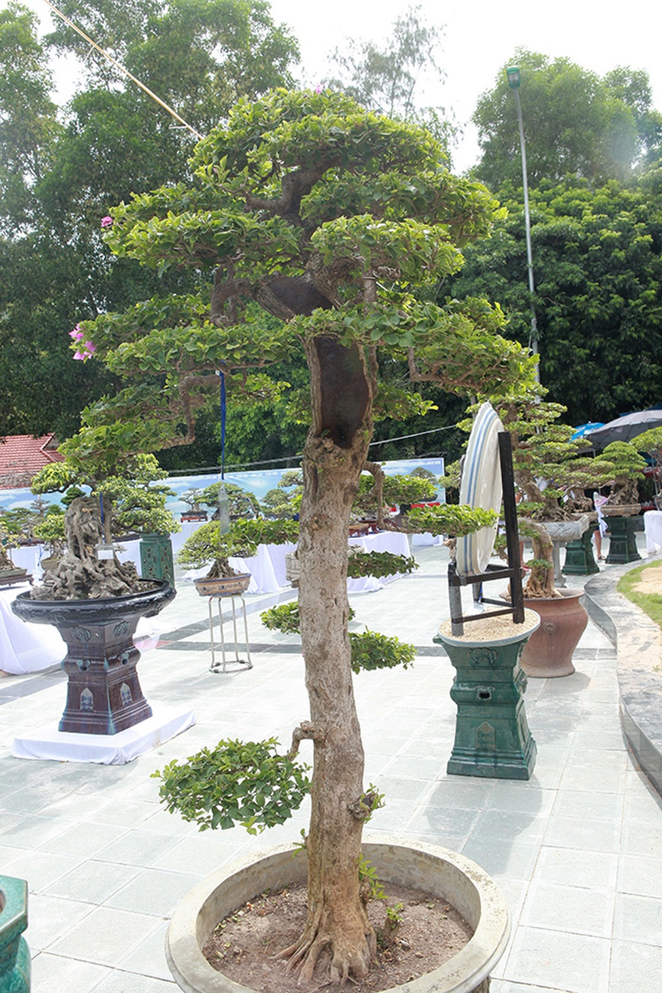 Ngắm cây hoa giấy bonsai được tạo tác như thác đổ - 10 Ngắm cây hoa giấy bonsai được tạo tác như thác đổ - 10