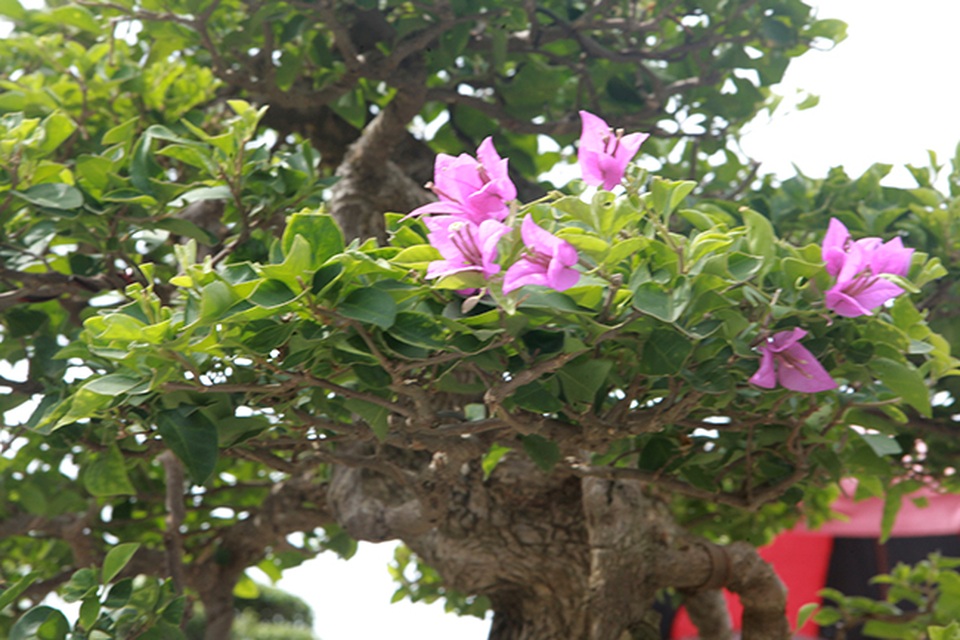 Ngắm cây hoa giấy bonsai được tạo tác như thác đổ - 11 Ngắm cây hoa giấy bonsai được tạo tác như thác đổ - 11