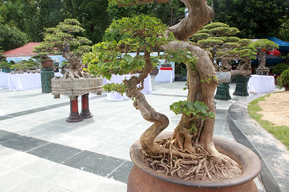 Ngắm cây hoa giấy bonsai được tạo tác như thác đổ - 12 Ngắm cây hoa giấy bonsai được tạo tác như thác đổ - 12