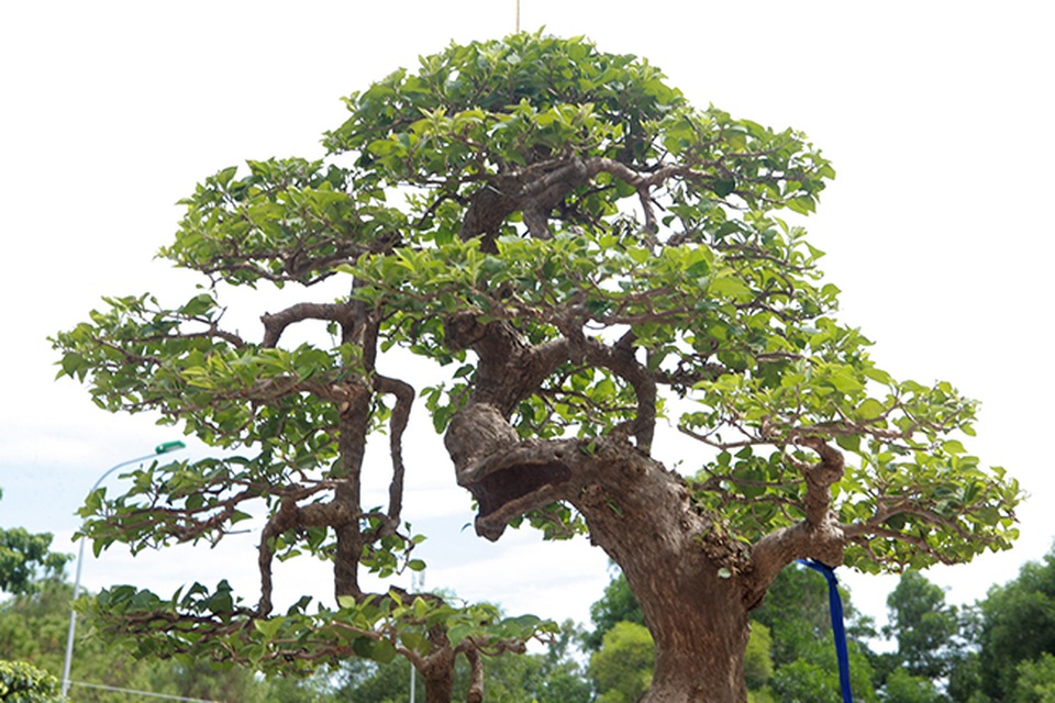 Ngắm cây hoa giấy bonsai được tạo tác như thác đổ - 13 Ngắm cây hoa giấy bonsai được tạo tác như thác đổ - 13