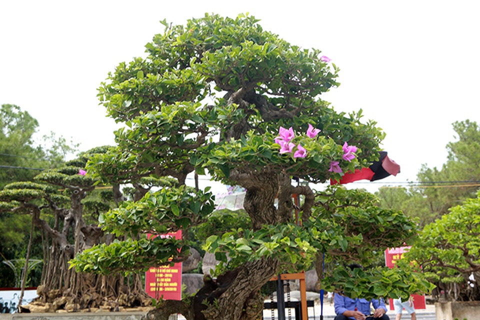 Ngắm cây hoa giấy bonsai được tạo tác như thác đổ - 14 Ngắm cây hoa giấy bonsai được tạo tác như thác đổ - 14