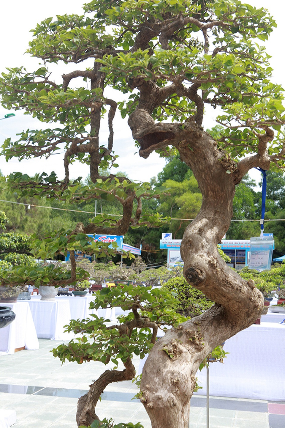 Ngắm cây hoa giấy bonsai được tạo tác như thác đổ - 2 Ngắm cây hoa giấy bonsai được tạo tác như thác đổ - 2