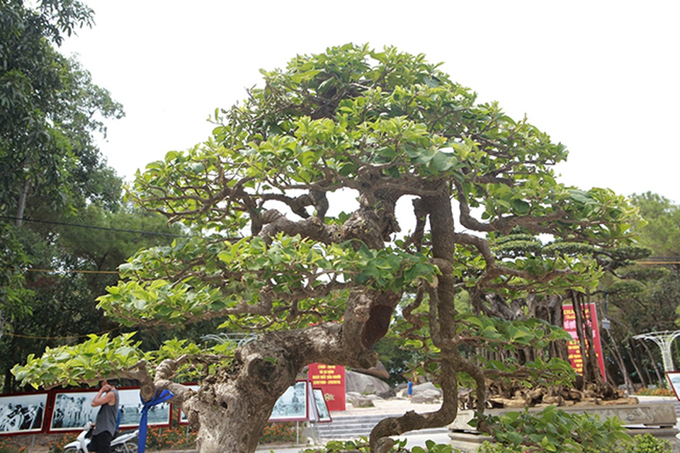 Ngắm cây hoa giấy bonsai được tạo tác như thác đổ - 3 Ngắm cây hoa giấy bonsai được tạo tác như thác đổ - 3