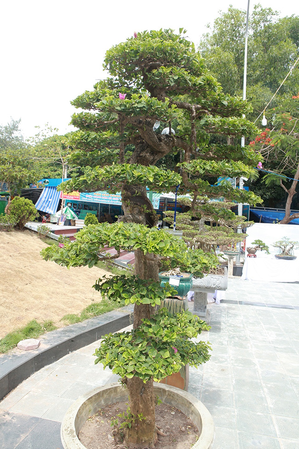Ngắm cây hoa giấy bonsai được tạo tác như thác đổ - 4 Ngắm cây hoa giấy bonsai được tạo tác như thác đổ - 4