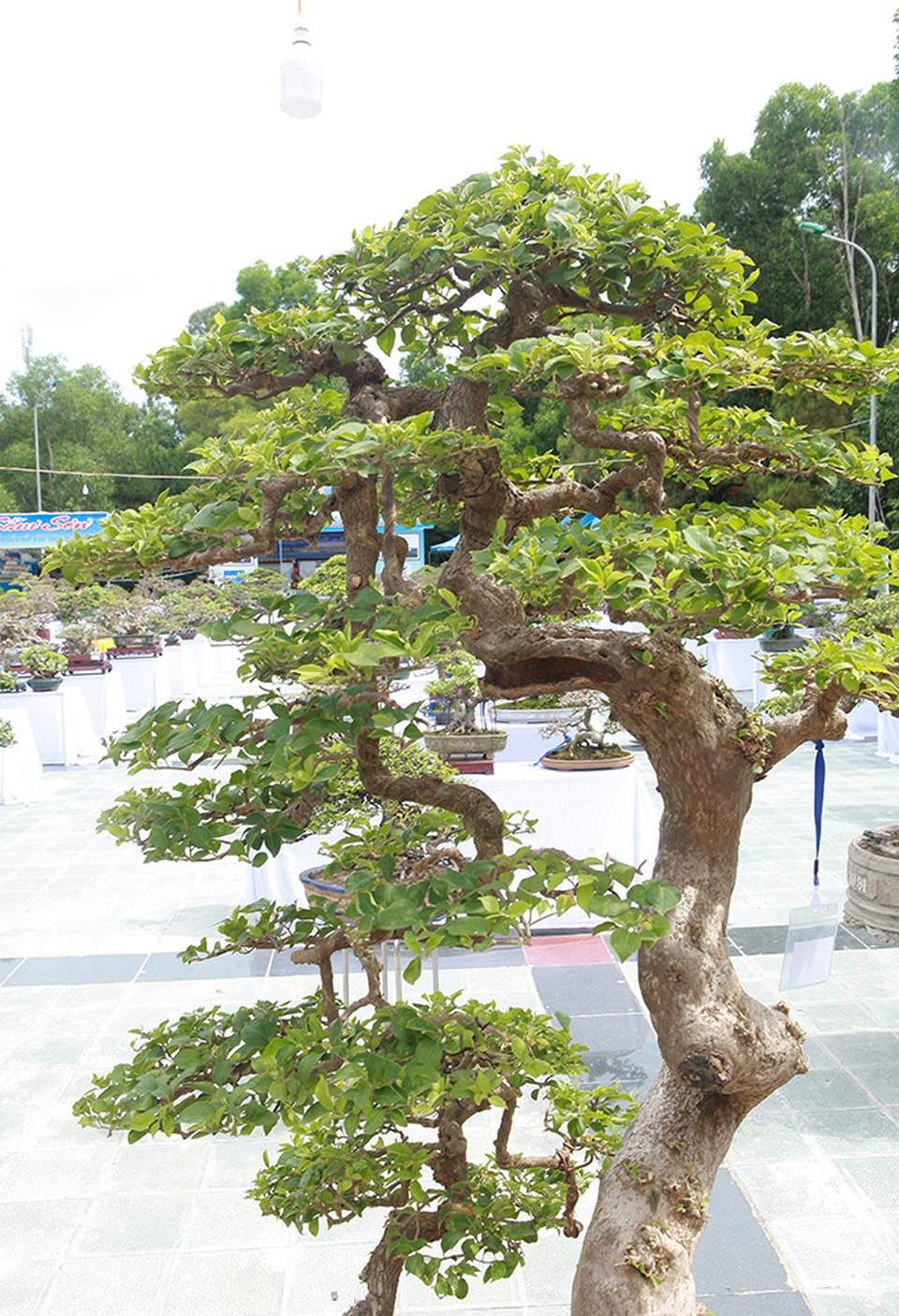 Ngắm cây hoa giấy bonsai được tạo tác như thác đổ - 6 Ngắm cây hoa giấy bonsai được tạo tác như thác đổ - 6